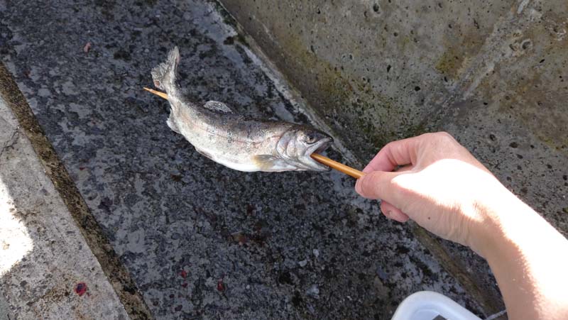 川魚をBBQコンロで焼くコツ！串打ちと塩で見栄えもよくなるぞ料理・レシピBE-PAL キャンプ、アウトドア、自然派生活の情報源ビーパル