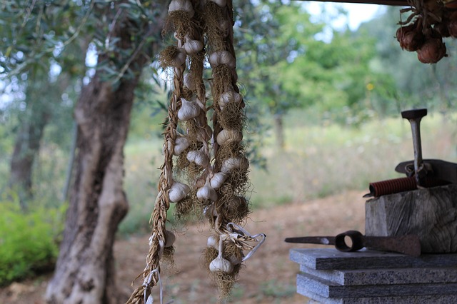 ニンニク収穫 すぐ食べるには？ニンニク栽培.com