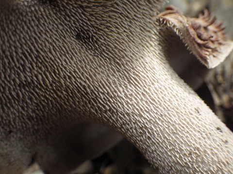 この画像のような舞茸は選ばないで！」八百屋からの警告！そのワケとは 青髪のテツ- エキスパート - Yahoo!ニュース