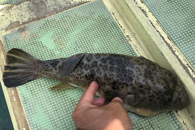 NO.１７１ かわいいフグ＆ハリセンボン達 - 美ら海便り