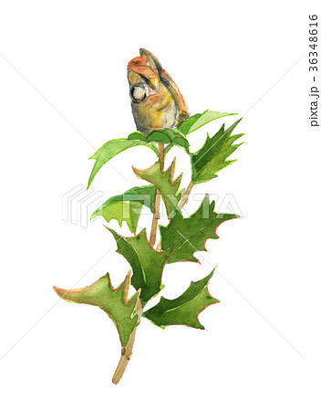 イワシ・マイワシのイラストかわいいフリー素材集 いらすとや