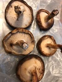 しいたけが赤い・ピンクに 原因は？食べられる？危険な場合もある？ ちそう