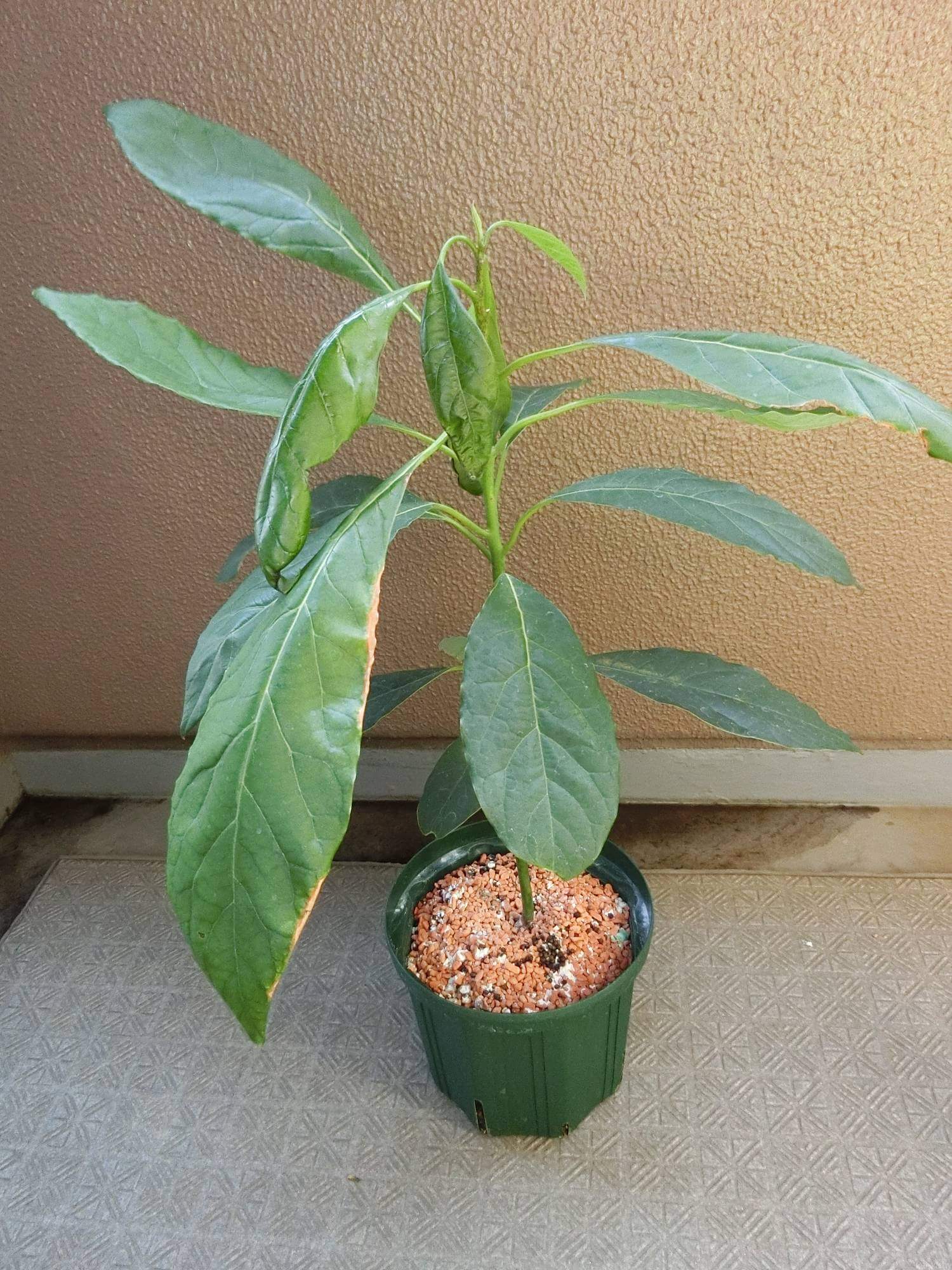 アボカド栽培 夏は根腐れに注意！注意点と対処法を紹介