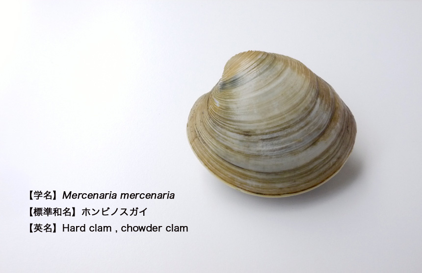 採れる貝の種類 アーカイブ - 津御殿場の潮干狩り図鑑