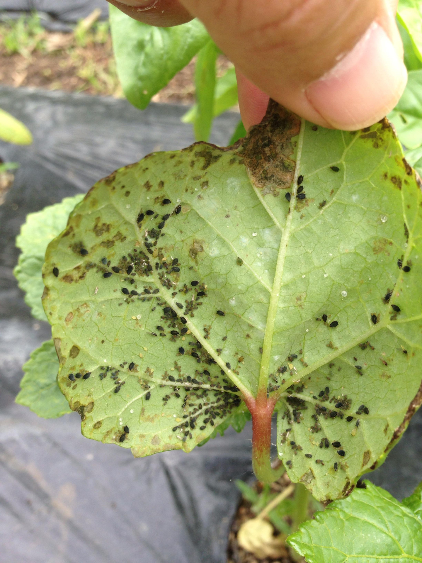 オクラ 黒根病 : こうち農業ネット