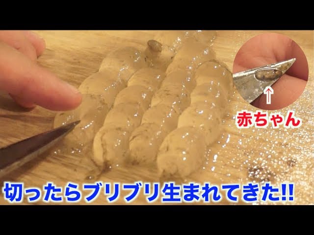 こんなところにイカの卵が！鳥羽水族館 飼育日記