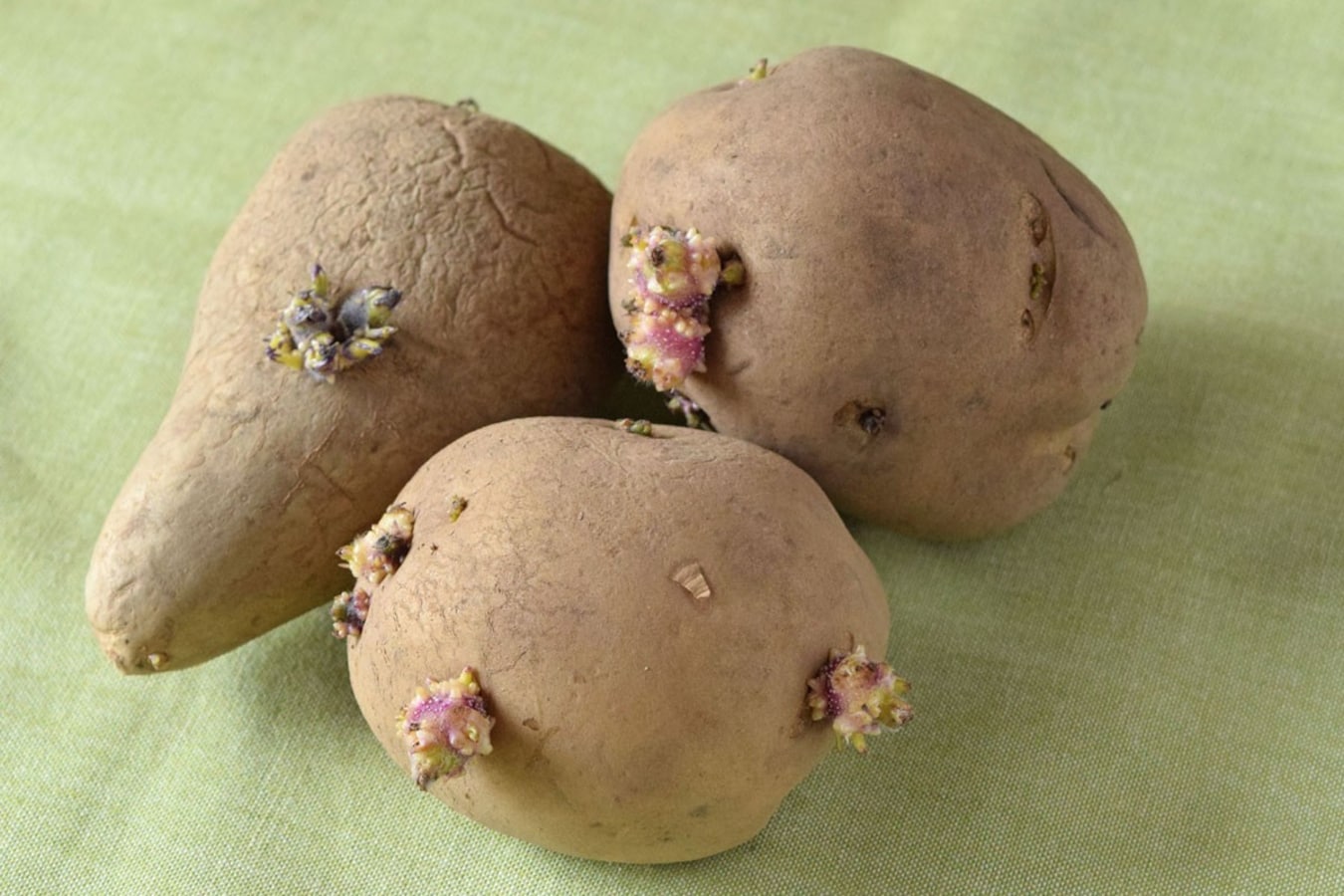 ジャガイモの芽に要注意！毒の危険性と正しい処理方法を解説 - トクバイニュース
