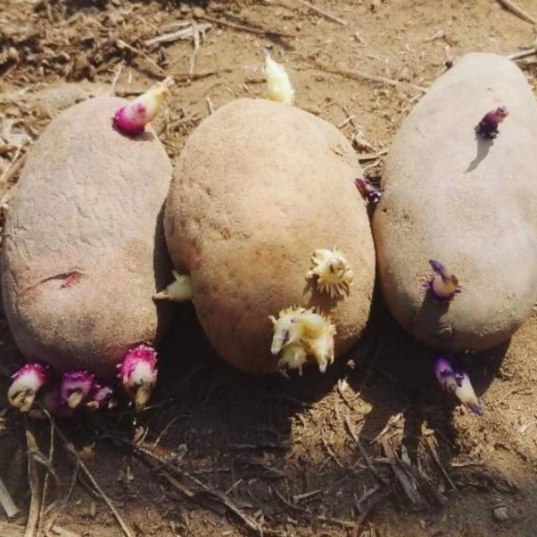 早く教えてよ じゃがいもは「芽」が出ても捨ててはいけない！たった１つの理由とは？ ぱぷちゃん- エキスパート - Yahoo!ニュース