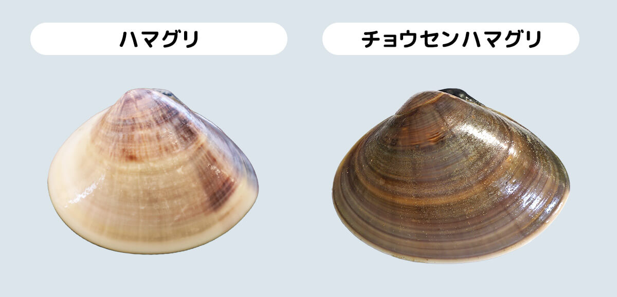 あさりとはまぐりの砂抜きの仕方 潮干狩りに行ったら見る動画- YouTube