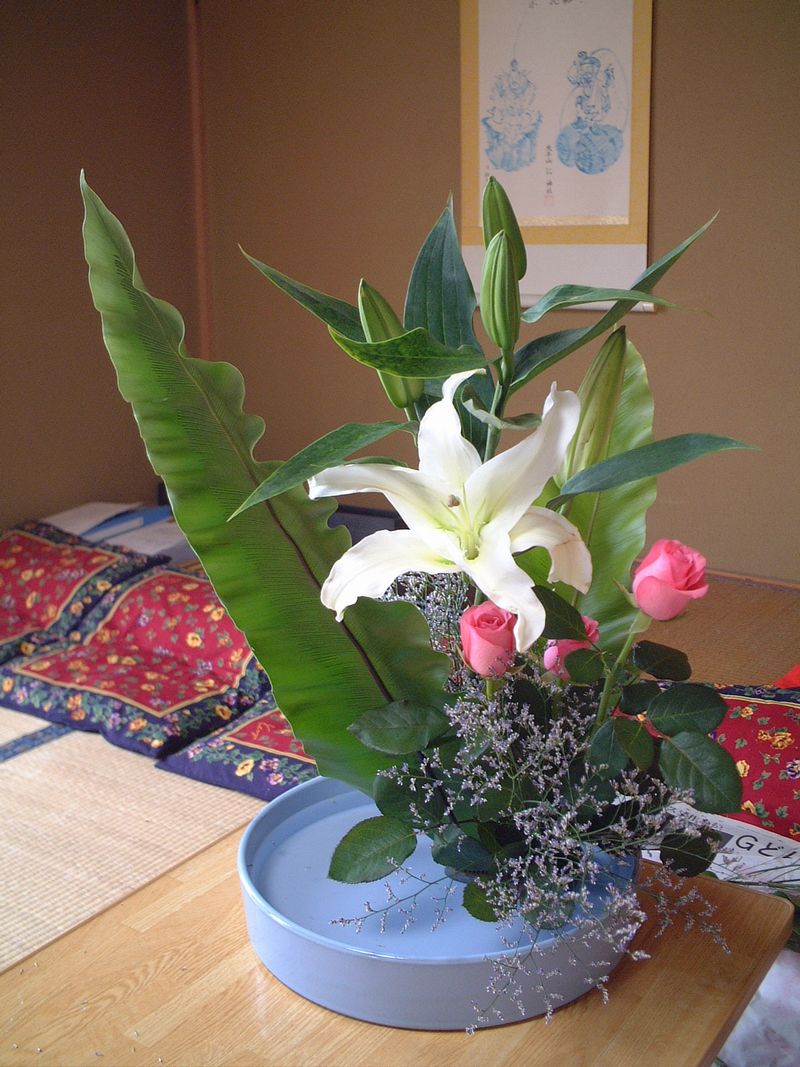 ヤグルマソウ トトロの傘より大きい葉っぱと線香花火みたいな花の野草ぜん