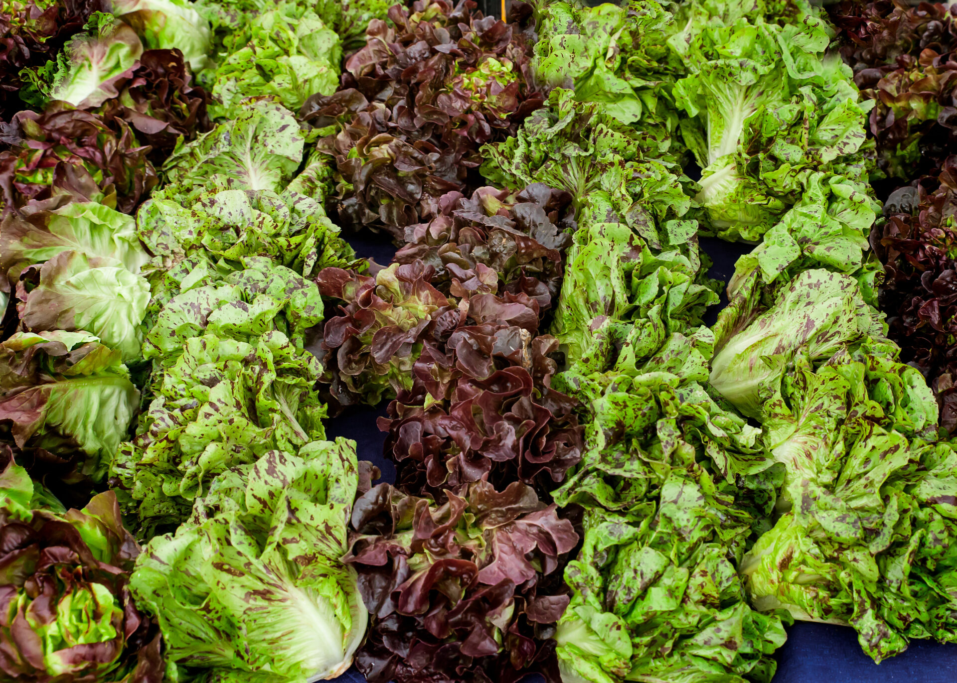 □変色しない！ちぎったレタスの保存方法□ by ポルチーニきのこクックパッド簡単おいしいみんなのレシピが392万品