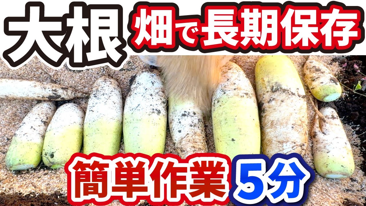 大根の長期保存方法は畑で長持ちするには土に埋める農家が解説