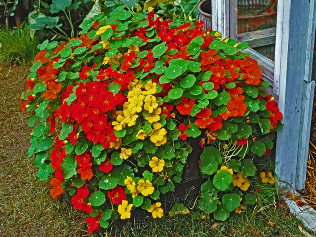 ナスタチウムの育て方ひょろひょろの予防法や冬越し対策 - ハーブ民