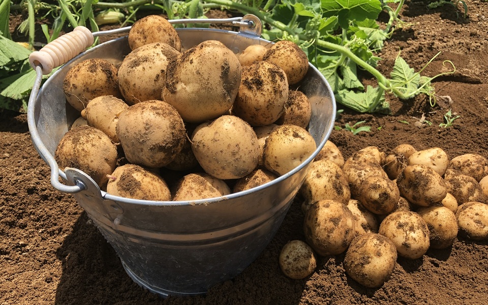 夏野菜入り モチモチじゃがいも