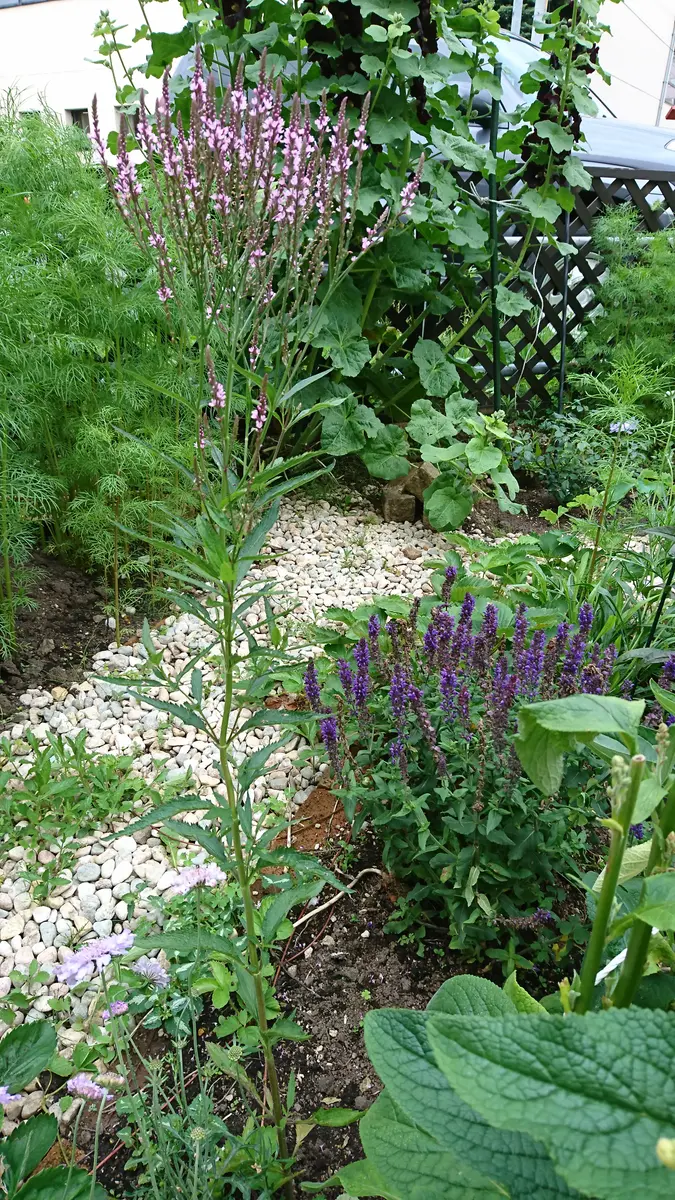 バーベナハスタータ - 植物アルバム 華実