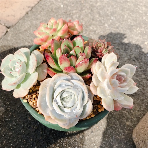 多肉植物 マッコス 10個 カット苗 - メルカリ