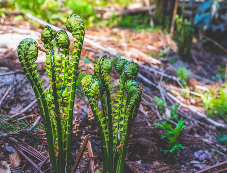 天然 山菜 コゴミ 1kg 早春の味覚 山の幸 採りたて 産地直送 2025年産 会津産: 天然きのこ・山菜の奥会津旬彩館 - 通販 -Yahoo!ショッピング
