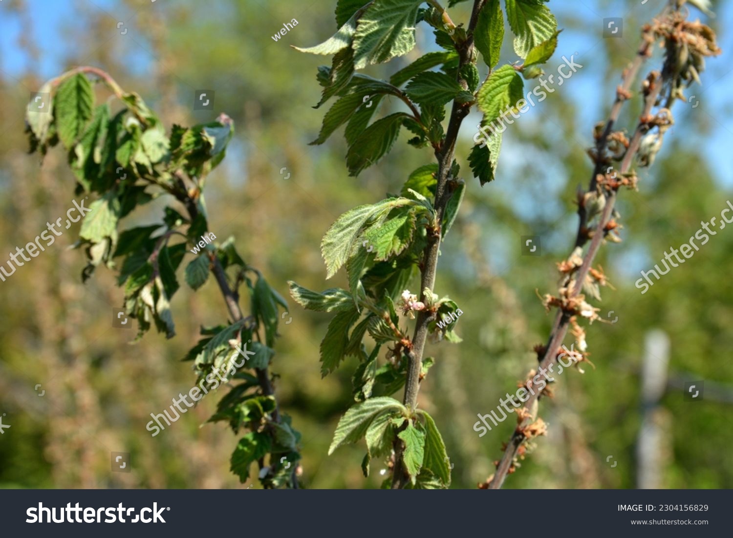 さくらんぼの種には毒がある!? うっかり食べたらヤバイ？ - ECナビ