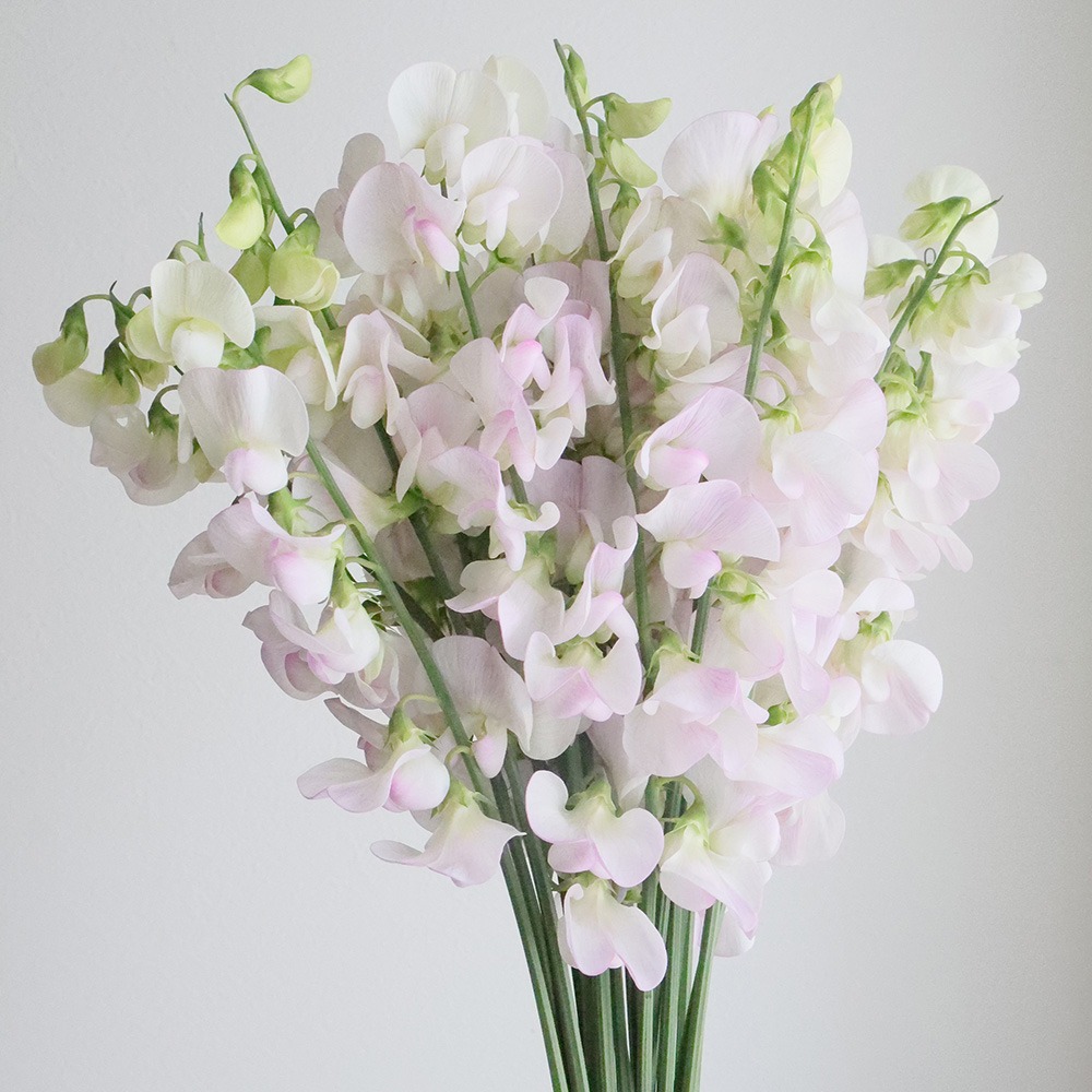 生花 スイトピー 淡いピンク ロイヤルチェリーなど IT-22- 花材通販はなどんやアソシエ