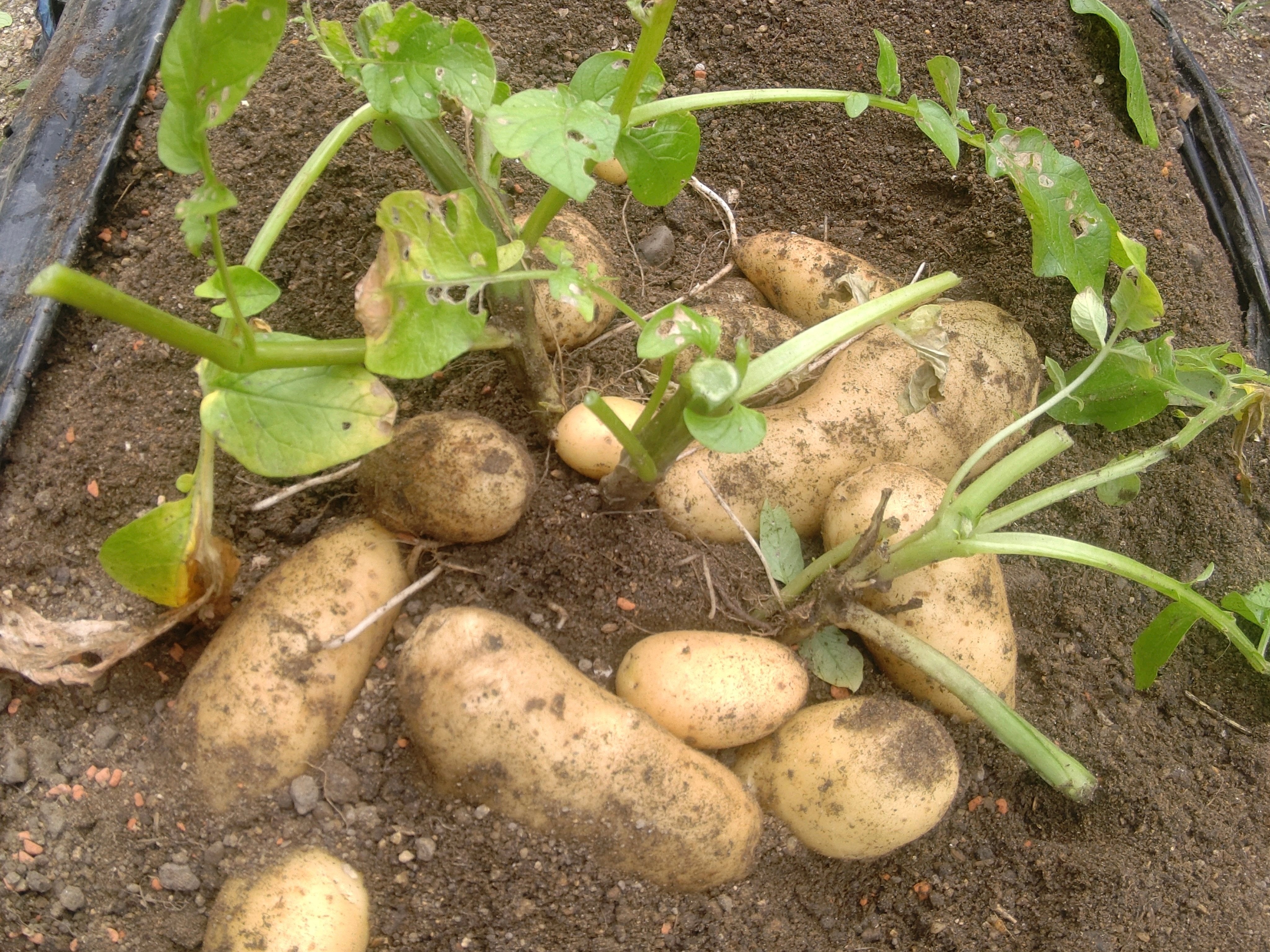 じゃがいもの後作に相性のよい野菜、悪い野菜を紹介