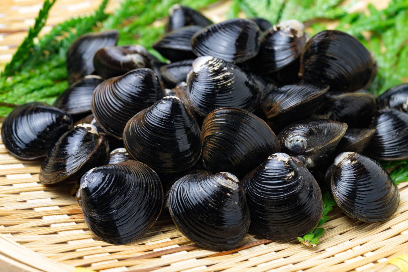 宍道湖七珍味「大和しじみ1kg」〓汽水育ちの別格な味わい〓