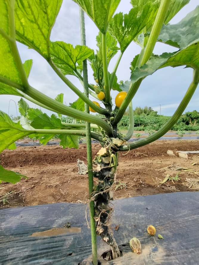 タライでズッキーニを育てる方法を紹介します。実はズッキーニなどウリ科の植物は根を浅く広く張る性質があるため、タライのような幅広の容器が栽培に持ってこいなんです。,「いま令和だよ？タライないよ？」という方は幅広の何かを探してみるのも楽しいかも♫,家庭菜園ベランダ菜園ズッキーニズッキーニ栽培
