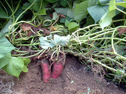 サツマイモの記録「つるぼけ」：こめっこさんの日記 by 菜園ナビ