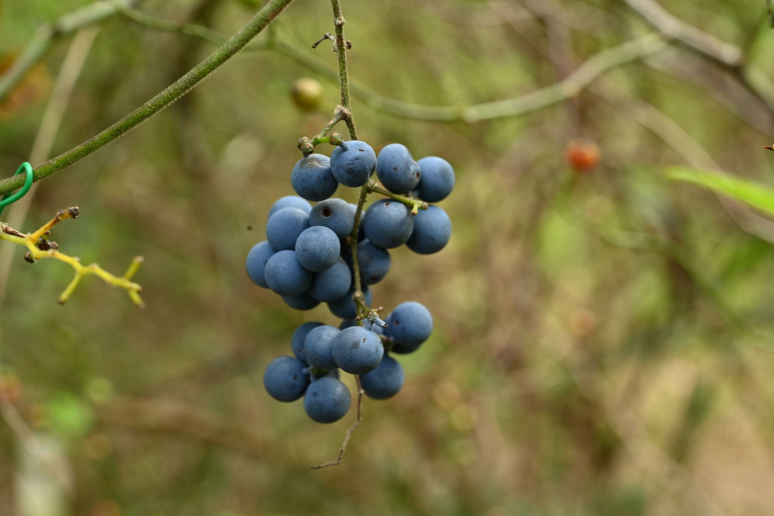 モッコク」の赤い実を食べるメジロたち!!!・日本庭園 - みのるさんの残日録