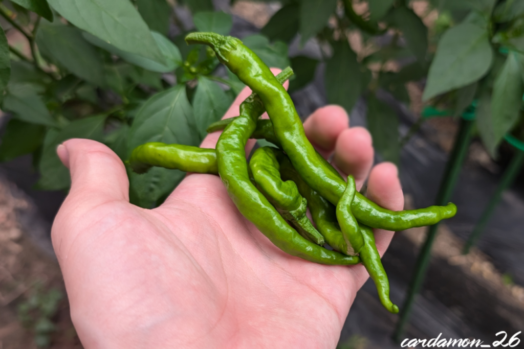 甘とう美人 アマトウビジン あまとうびじん＜甘とうがらしの品種：旬の野菜百科