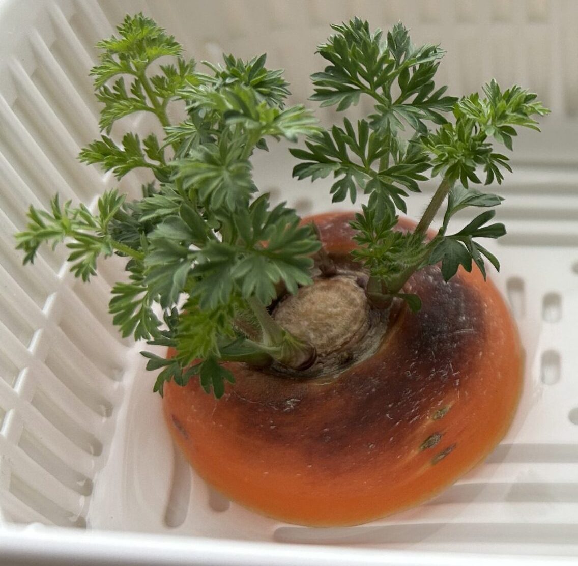 再生野菜「リボべジ」でグリーンを楽しもう野菜の切れ端で水耕栽培切るを楽しむアルスコーポレーション株式会社