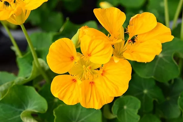 ナスタチウムの育て方のポイントは？グリーンマーケット