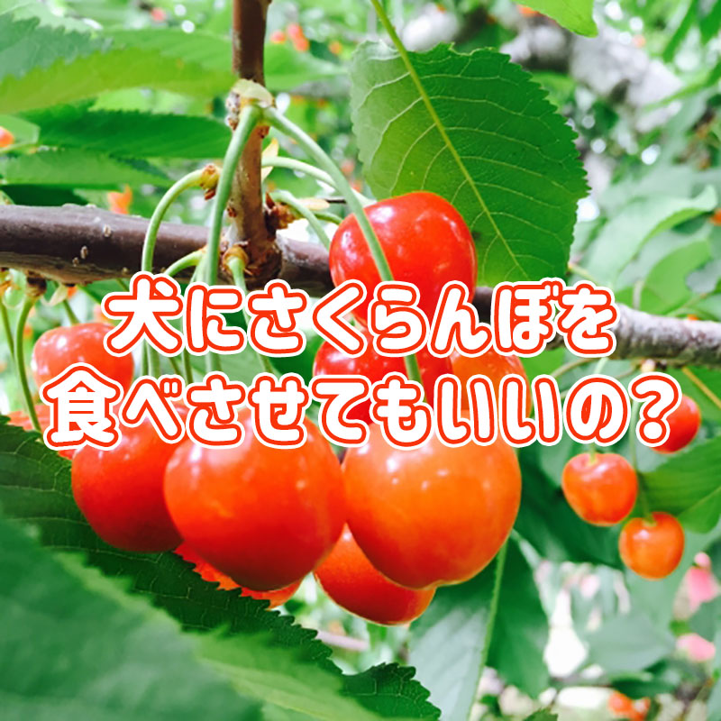 獣医師執筆 犬はさくらんぼを食べて大丈夫！栄養成分や与える際の注意点を解説ペトコト PETOKOTO