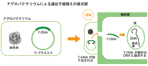 フィリピンが GMO 米を承認 栄養失調と闘う – Indo-Pacific Defense FORUM