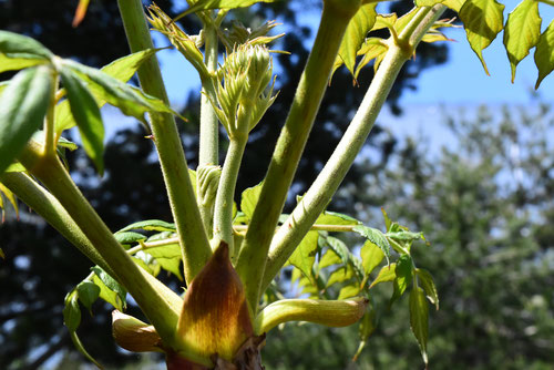 タラの芽の天ぷら – 株式会社じょうげん漬物の素 醸源 じょうげん の販売