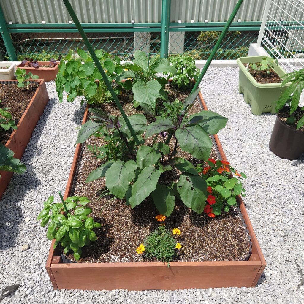 ナスのコンパニオンプランツとして植えられたマリーゴールド 32203007223 の写真・イラスト素材アマナイメージズ