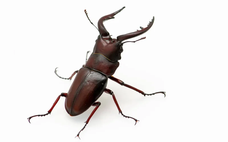 大型ノコギリクワガタ参上