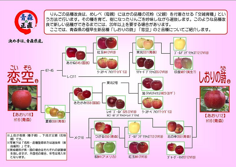りんごの品種はいくつある？人気の品種一覧とそれぞれの特徴をご紹介！ひうまブログ青森県弘前市の『飛馬りんご 』の産直通販・お歳暮ギフトはJA相馬村で