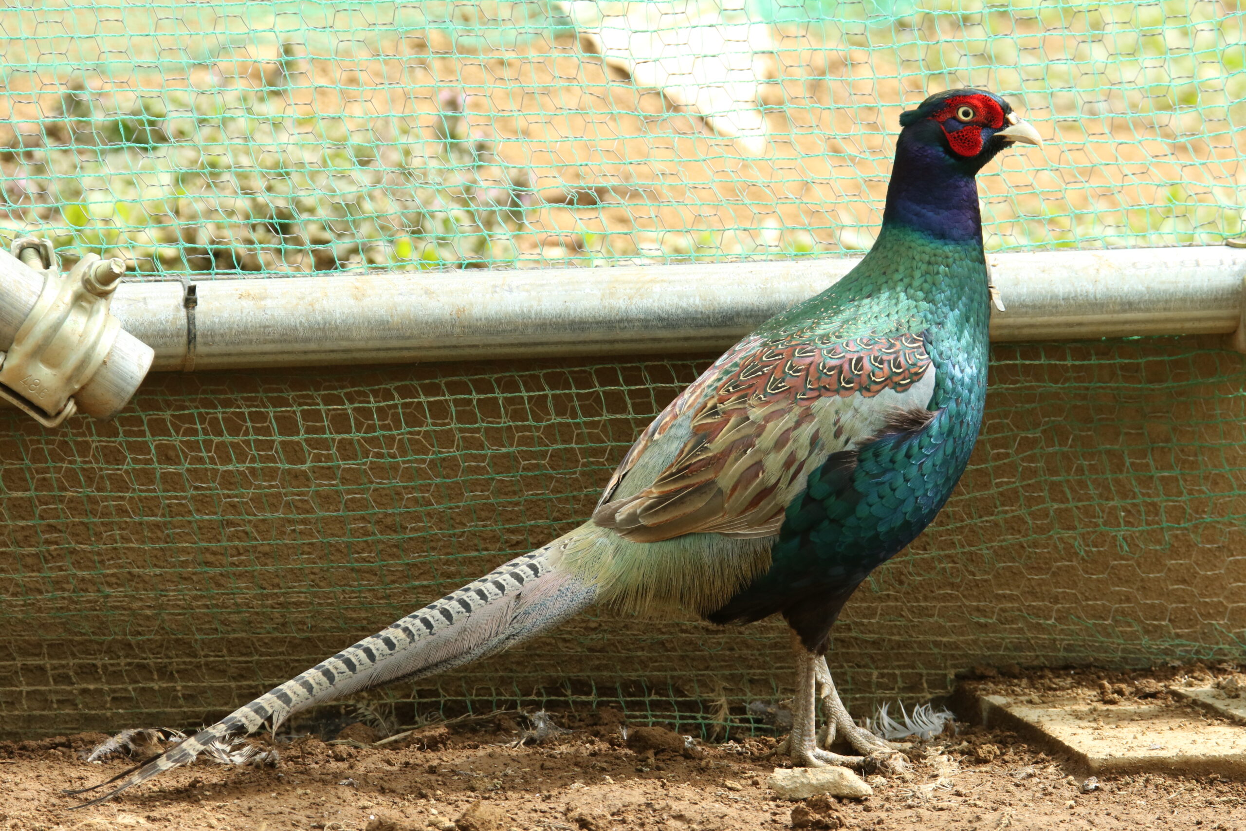 キジが食べるの写真 - 無料の高画質写真をダウンロードFreepik