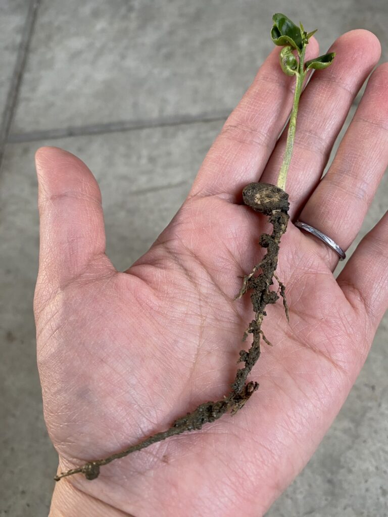 柚子の木に実がならない3つの原因と実らせ方 育て方 とは全国ガーデン情報サイト「お庭の窓口」