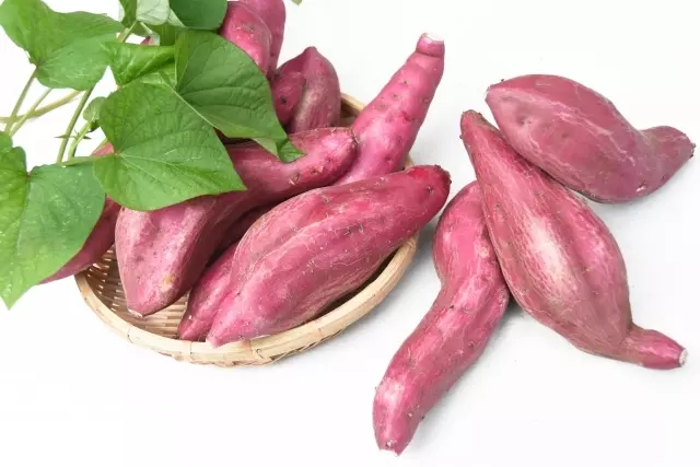 芽が出た野菜 どうしよう！正しい処理と保存方法をご紹介します。キナリノ