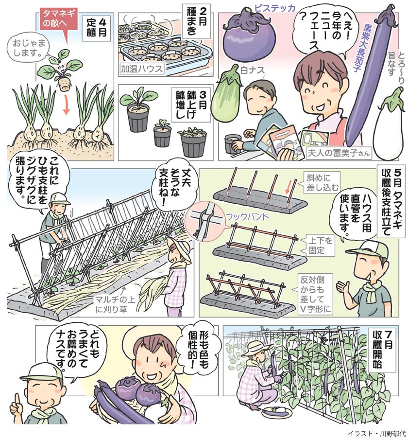 ナスの上手な育て方 種まきから収穫まで完全解説 茄子栽培のコツとポイントが分かる