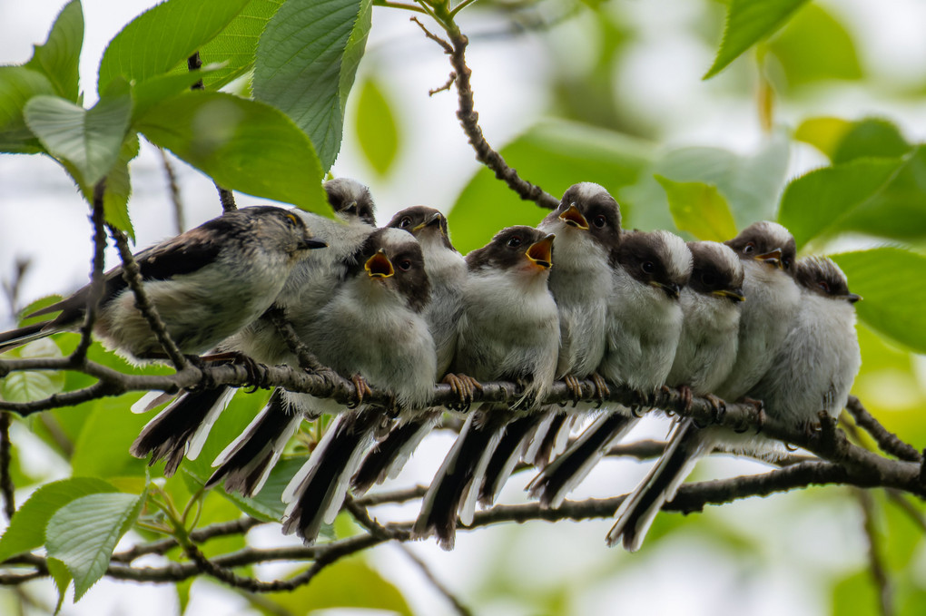 エナガ団子」 今年は野鳥撮影もしています。ナベヅルと日の出や雪ライチョウが撮影できたので 春のエナガ団子も狙っていましたが、残念ながら出会えませんでした。野鳥風景は絶景撮影より難しいなぁと痛感します とか言いながら次は何を狙おう 🤔 . Nikon-D850 Nikkor