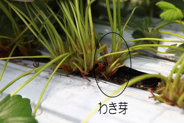 いちごの脇芽取りをおこなった。 : 燦day毎日の徒然日記