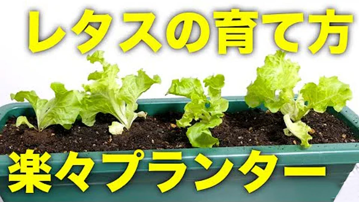リーフレタス サニーレタスの通販 おすすめ 苗木部 By 花ひろばオンライン