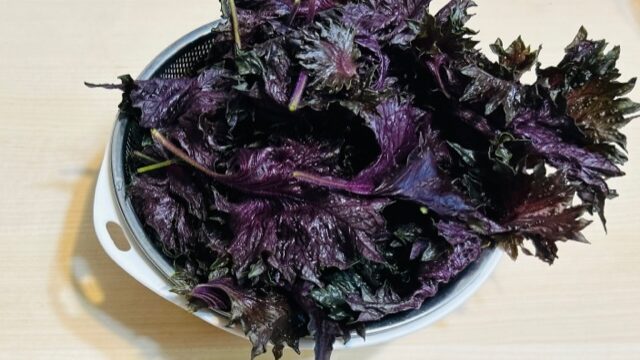 無肥料・自然栽培 赤紫蘇 あかじそ 260g 熊本県：吉田よしさん野菜ハート.netshop