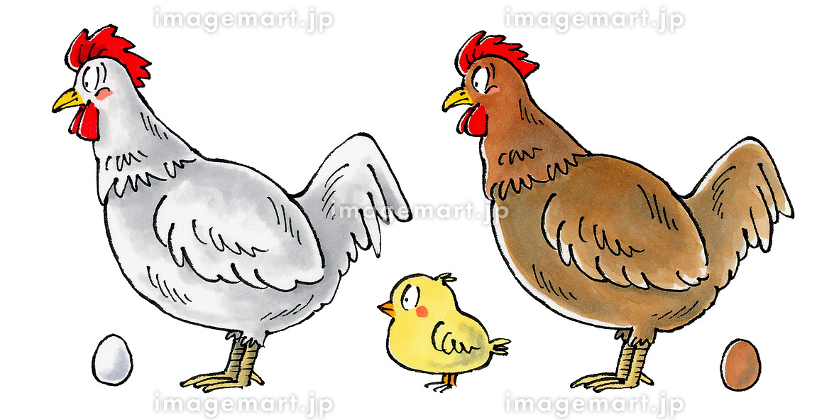 名古屋コーチン」のイラスト素材・ベクター画像 - イメージマートimagemart