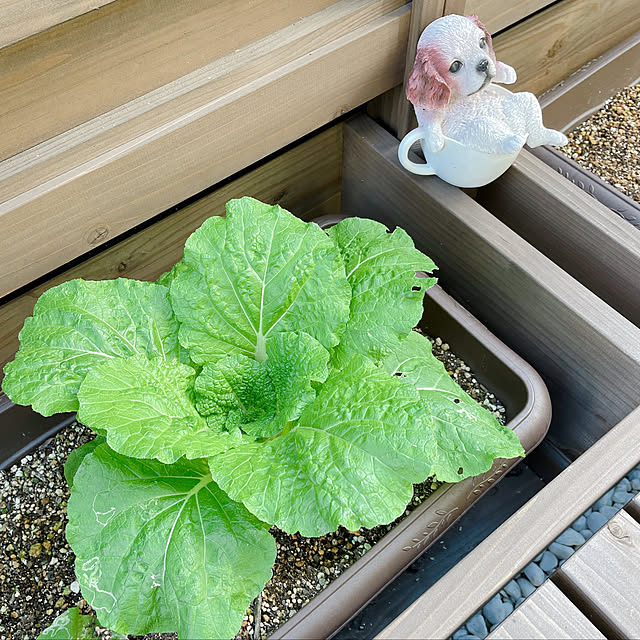 渡辺採種場 ミニ白菜 愛姫 めごひめ1.2ml郵送対応メーカー名からタネを探す ま～海外, 渡辺採種場日光種苗オンラインショップ 本店