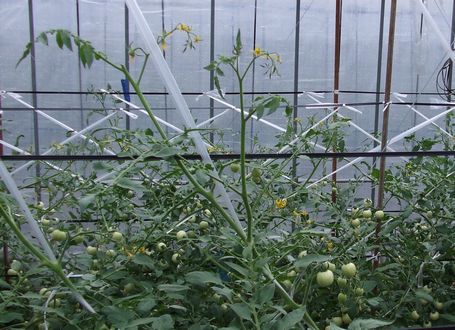 家庭菜園 トマトの剪定方法まとめ！初心者さんも取り組んでみて