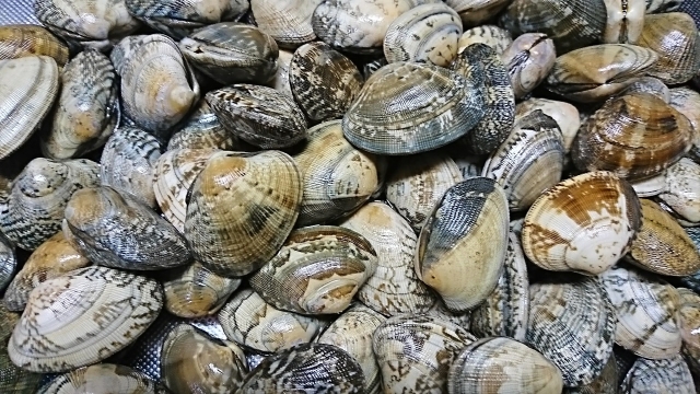 貝殻一枚貝二枚貝巻き貝各種52個、シーグラス5個セット No.69