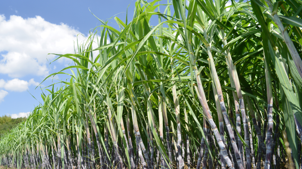 石垣島 約1時間 1番新鮮な採れたてを食べよう！しまんちゅ農家さんとサトウキビ収穫体験☆カップル・子連れファミリーに人気 No.533石垣島ツアーズ
